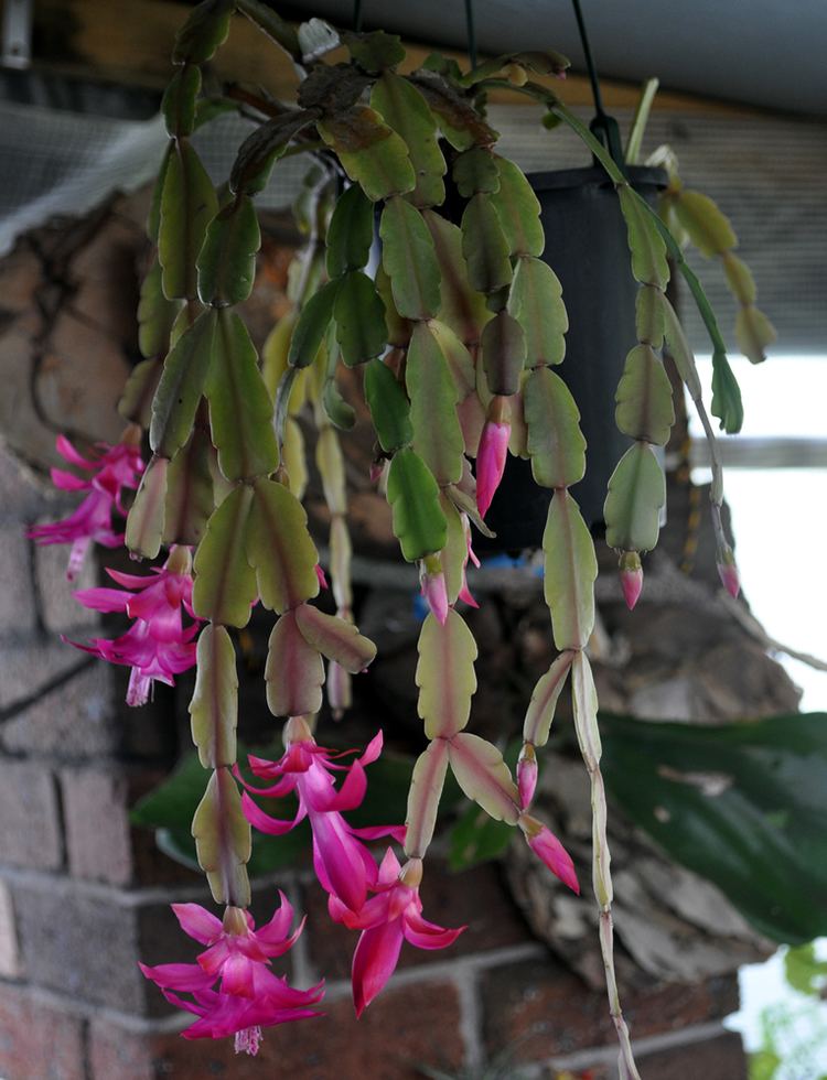 Schlumbergera truncata Plants amp Flowers Schlumbergera truncata