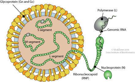 Schmallenberg virus Rule of 6ix The origin of Schmallenberg Virus and the need for more