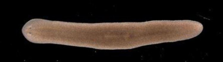 Schmidtea mediterranea Immortal worms defy aging ScienceDaily