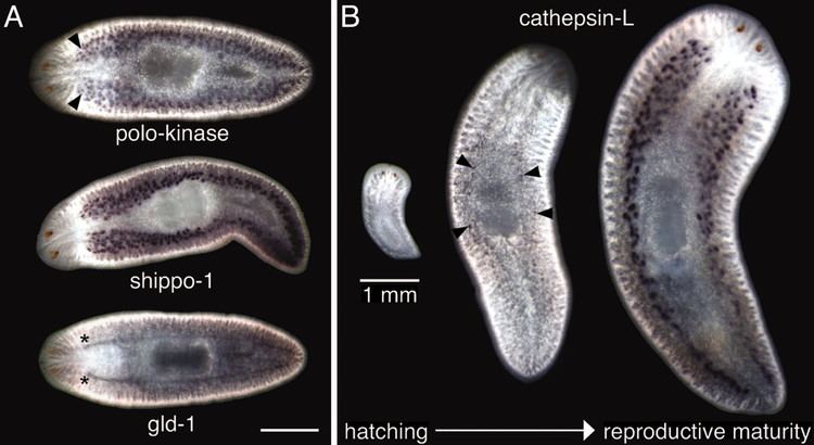 Schmidtea mediterranea The planarian Schmidtea mediterranea as a model for epigenetic germ