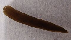 Schmidtea polychroa httpsuploadwikimediaorgwikipediacommonsthu