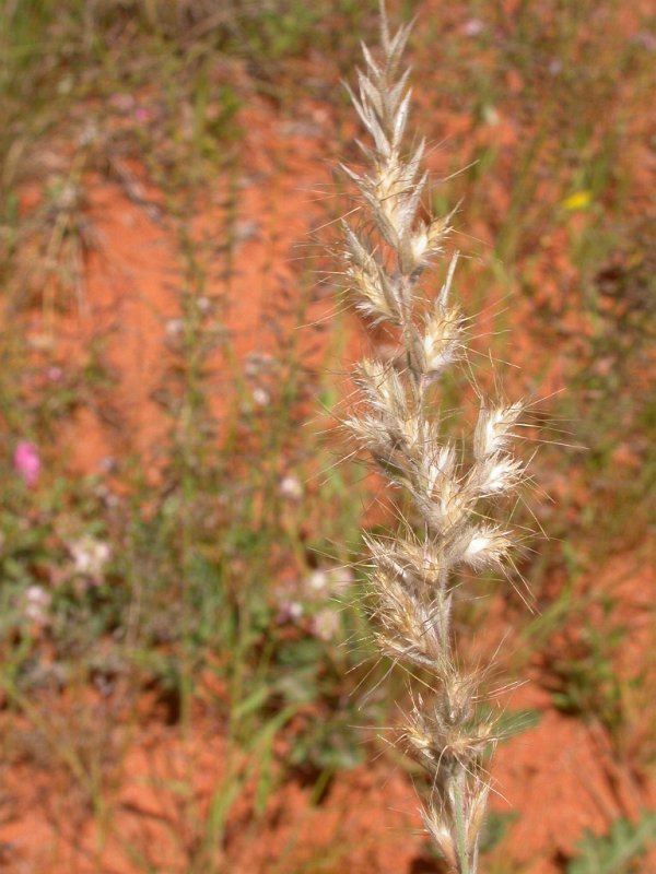Schmidtia pappophoroides wwwsouthernafricanplantsnetphotocollectionbatc