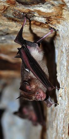 Schneider's leaf-nosed bat httpsuploadwikimediaorgwikipediacommonsthu