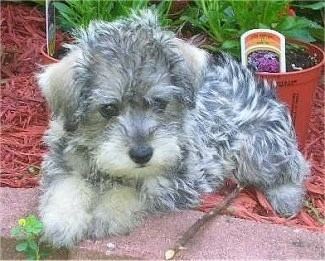 Schnoodle Schnoodle Dog Breed Information and Pictures