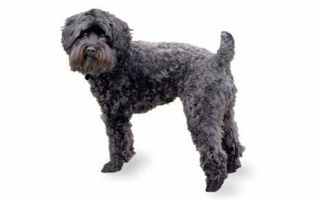 Schnoodle Schnoodle Dog Breed Information Pictures Characteristics amp Facts