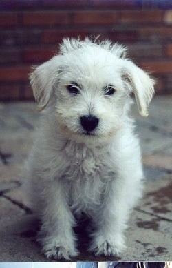 Schnoodle Schnoodle Dog Breed Information and Pictures