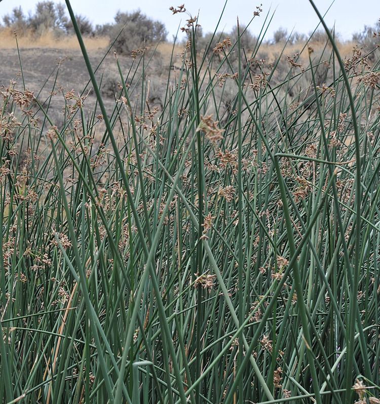 Schoenoplectus acutus Schoenoplectus acutus