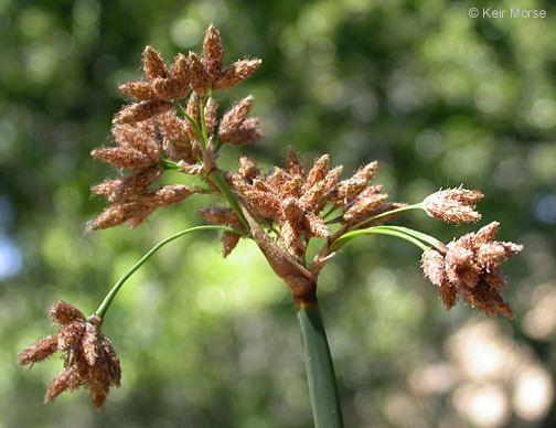 Schoenoplectus acutus CalPhotos Schoenoplectus acutus var occidentalis Tule