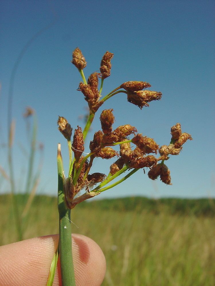 Schoenoplectus acutus Schoenoplectus acutus hardstemmed bulrush Go Botany