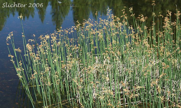 Schoenoplectus acutus Common Tule Hardstem Bulrush Tule Schoenoplectus acutus var