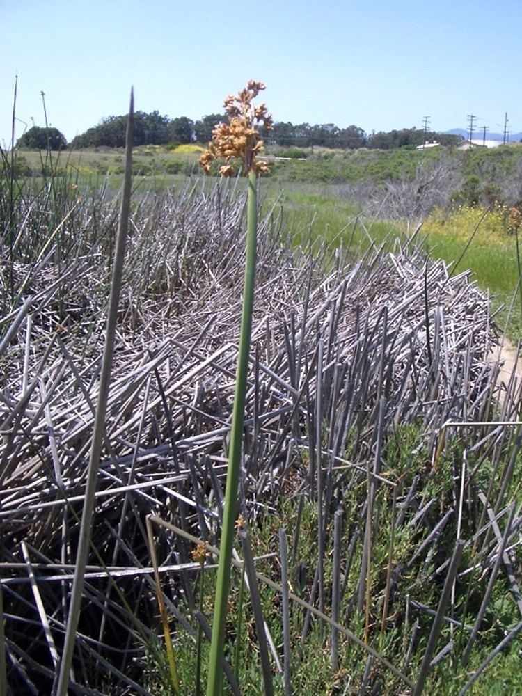 Schoenoplectus acutus Schoenoplectus acutus hardstemmed bulrush Go Botany