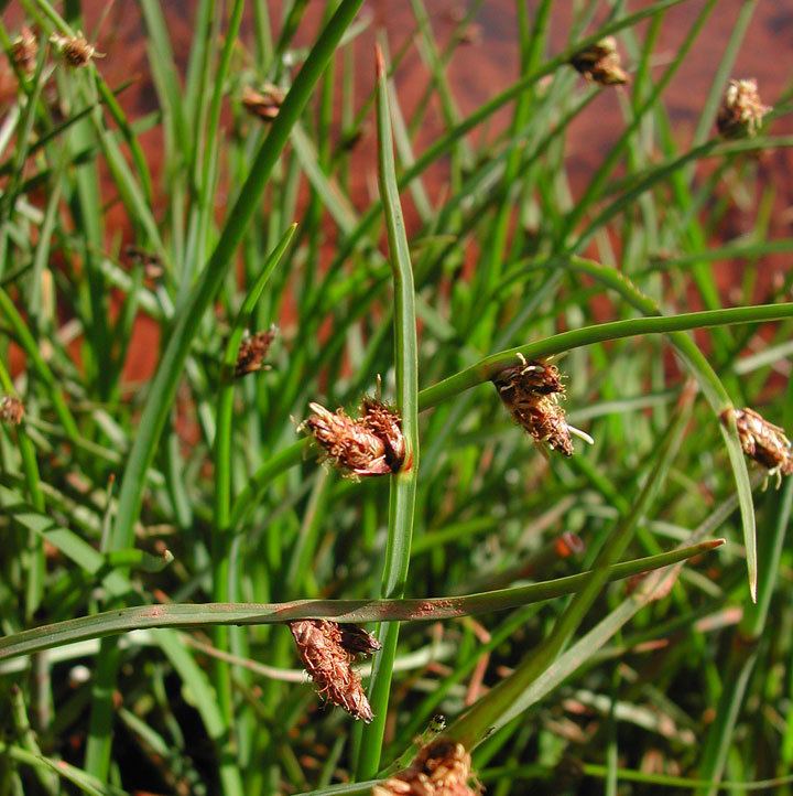 Schoenoplectus americanus hasbrouckasueduimglibseinetCyperaceaephotos
