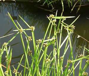 Schoenoplectus mucronatus BOG RICEFIELD BULRUSH Schoenoplectus mucronatus Seeds eBay