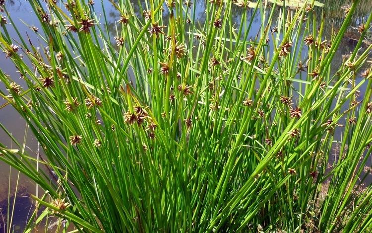 Schoenoplectus mucronatus Schoenoplectus Mucronatus Club Rushes Seeds Fair Dinkum Seeds