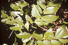 Schoepfia arenaria httpsuploadwikimediaorgwikipediacommonsthu
