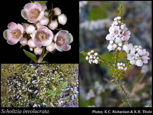 Scholtzia Scholtzia involucrata Endl Druce FloraBase Flora of Western