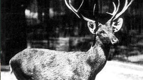 Schomburgk's deer Schomburgk39s Deer Extinct Thai Deer Extinct Species