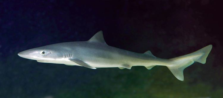 School shark fishesofaustralianetauImagesImageGaleorhinus