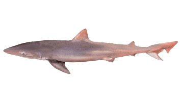 School shark School Shark Deep Blue Seafoods