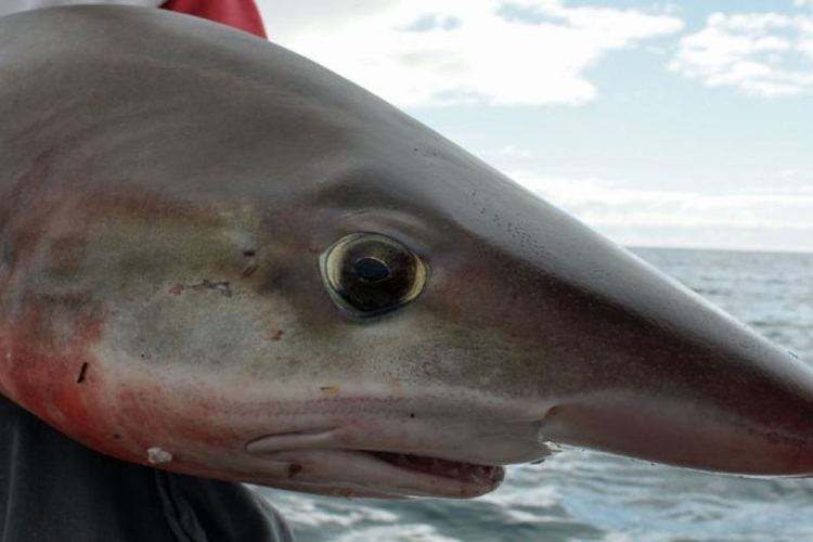 School shark school shark ABC News Australian Broadcasting Corporation