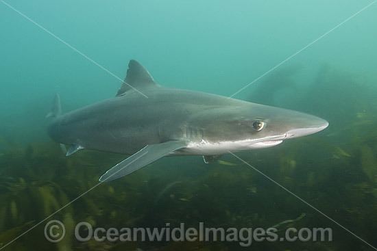 School shark School Sharks Photos Pictures amp Images