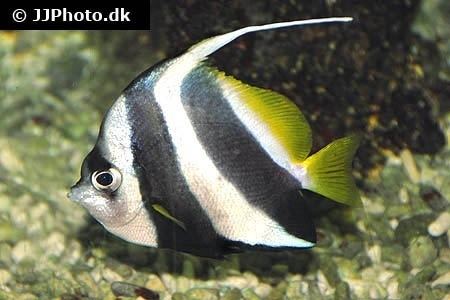 Schooling bannerfish httpsreefappnetleximagelarge3339jpg