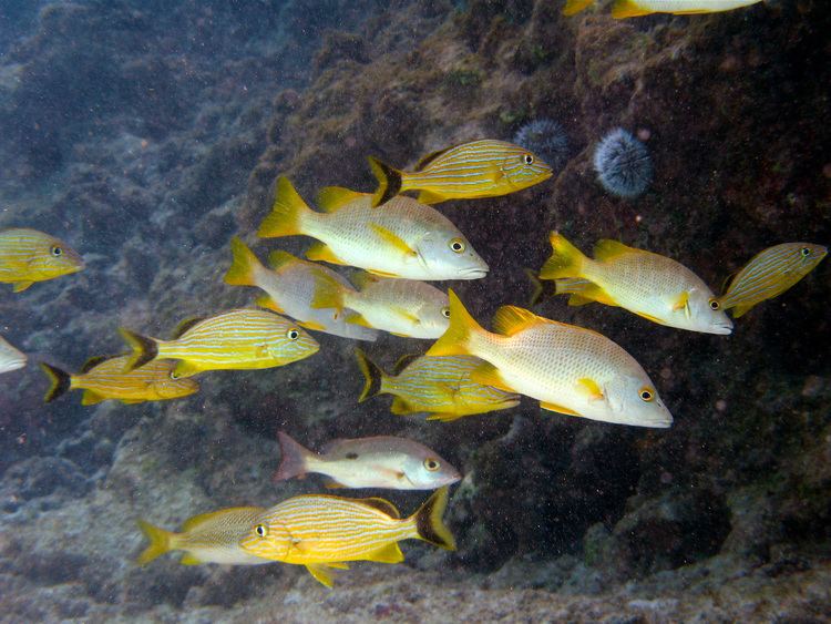 Schoolmaster snapper Schoolmaster Snapper by Gene