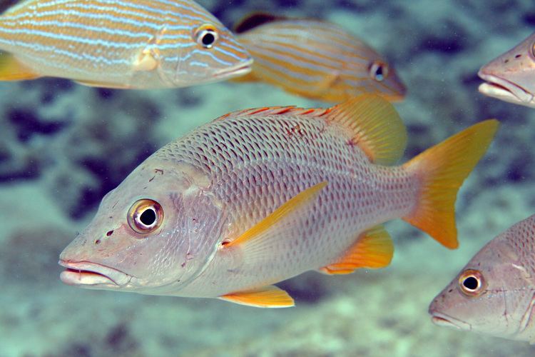 Schoolmaster snapper Schoolmaster Snapper with Bluestriped Grunts by Ernie