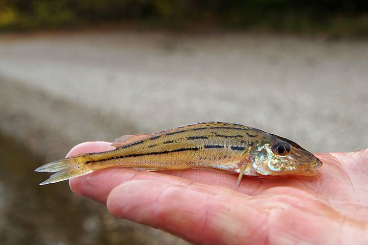 Schraetzer Schrtzer gymnocephalus schraetzer Fischlexikoneu