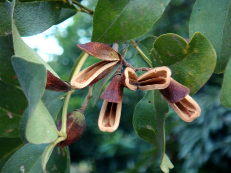 Schrebera Flora of Zambia Species information individual images Schrebera alata