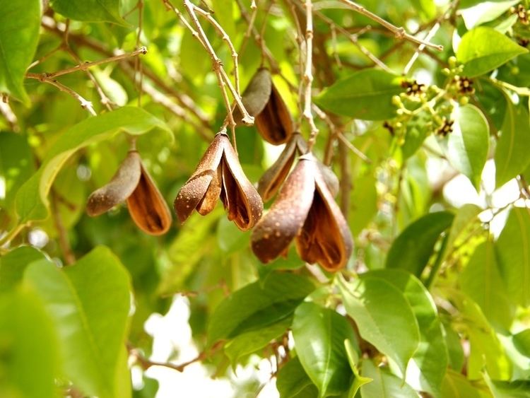 Schrebera Central African Plants A Photo Guide Schrebera arborea AChev