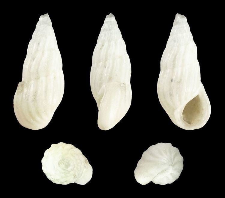 Schwartziella bryerea