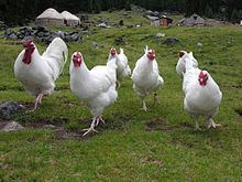 Schweizer (chicken) httpsuploadwikimediaorgwikipediacommonsthu