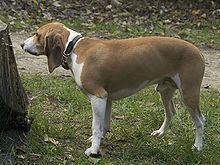 Schweizerischer Niederlaufhund httpsuploadwikimediaorgwikipediacommonsthu