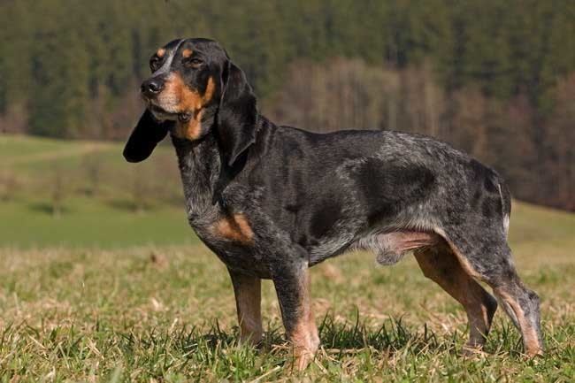 Schweizerischer Niederlaufhund Luzerner Niederlaufhund Lucerne Hound Schweizer Laufhund Swiss