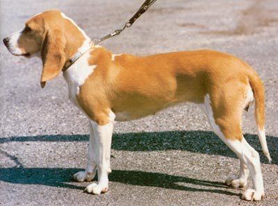 Schweizerischer Niederlaufhund Schweizerischer Niederlaufhund Foto 146 hundundde