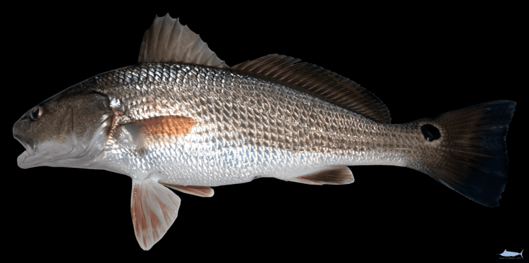 Sciaenidae Sciaenidae Fishes of North Carolina