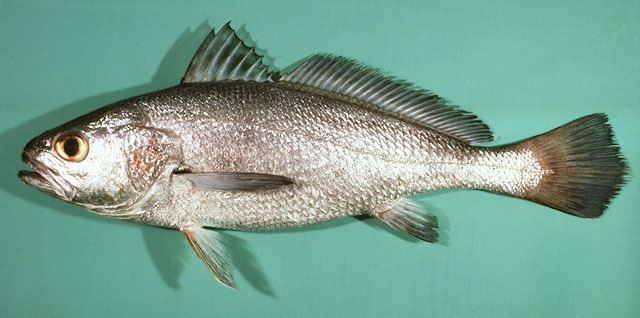 Sciaenidae Fish Identification