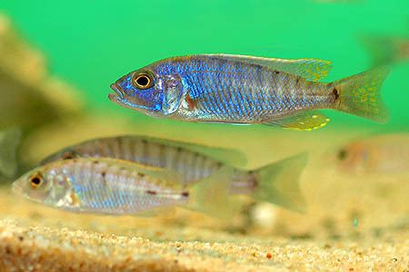 Sciaenochromis Sciaenochromis fryeri Electric Blue Hap Seriously Fish