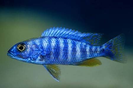 Sciaenochromis fryeri Sciaenochromis fryeri Electric Blue Hap Seriously Fish