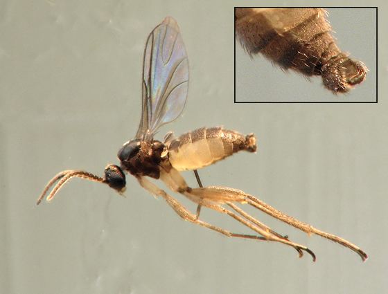 Sciaridae Male Sciaridae BugGuideNet
