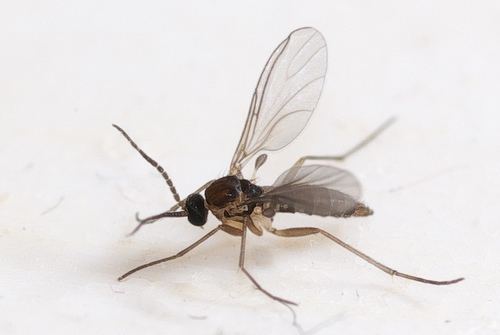 Sciaridae Darkwinged Fungus Gnats Family Sciaridae iNaturalistorg