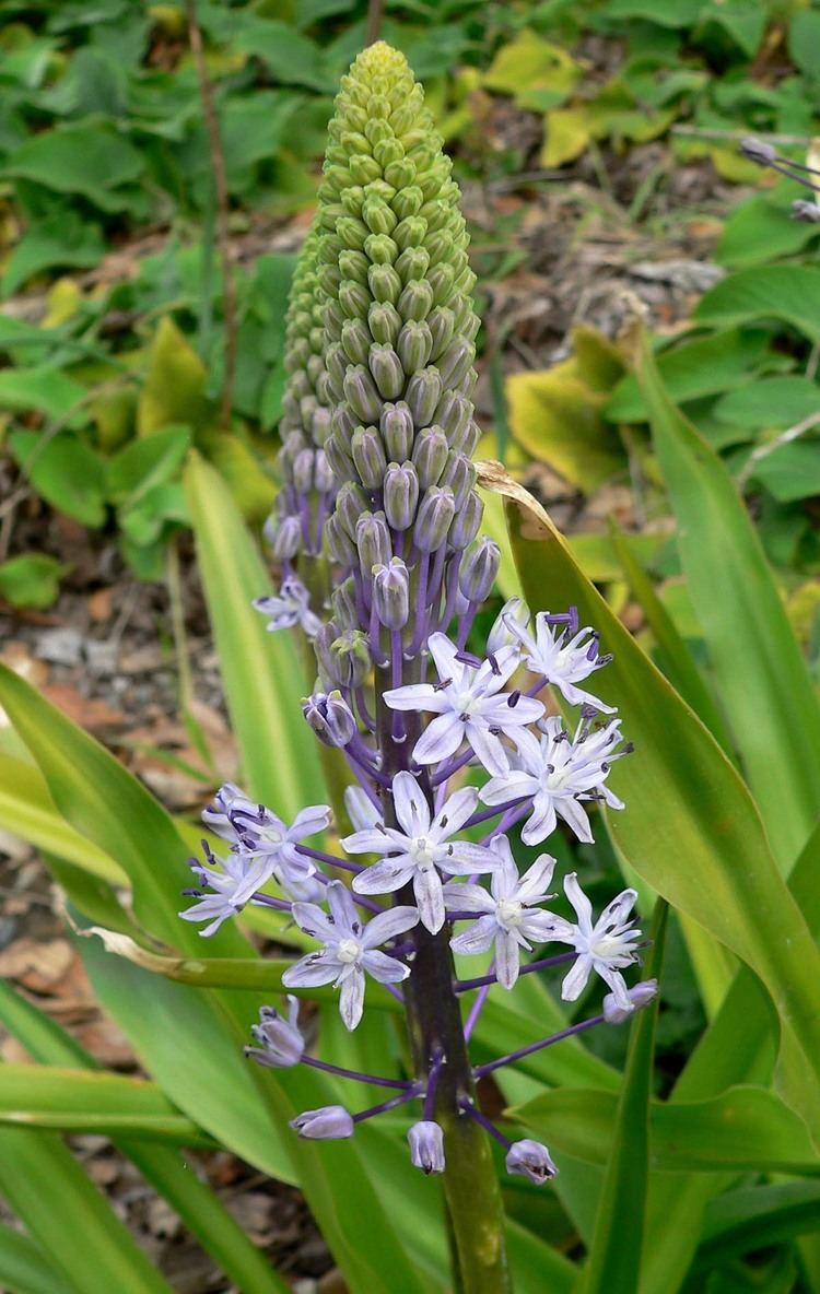 Scilla hyacinthoides httpsuploadwikimediaorgwikipediacommonscc