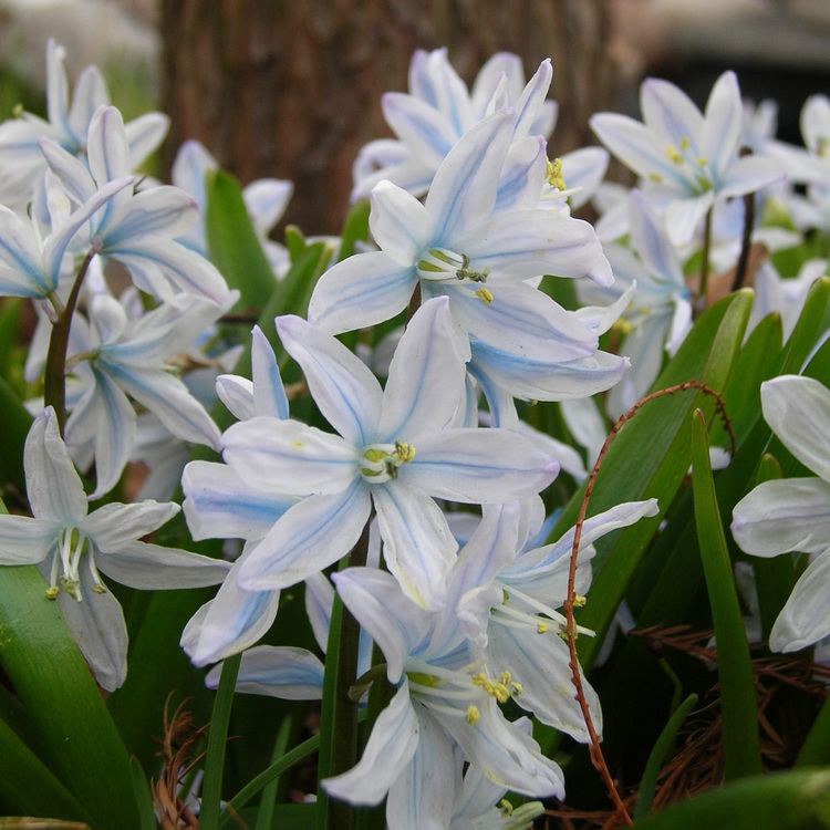 Scilla mischtschenkoana Scilla mischtschenkoana William39s Featured Family Hyacinthaceae