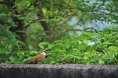 Scimitar babbler httpsuploadwikimediaorgwikipediacommonsthu