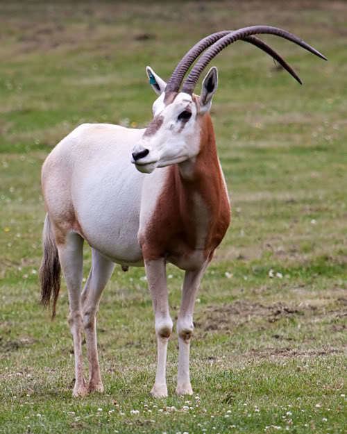 Scimitar oryx 1000 images about Oryx on Pinterest The wild Search and The face