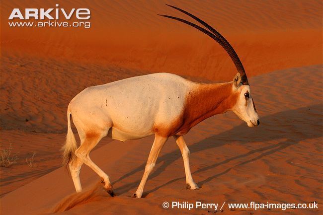 Scimitar oryx Scimitarhorned oryx videos photos and facts Oryx dammah ARKive