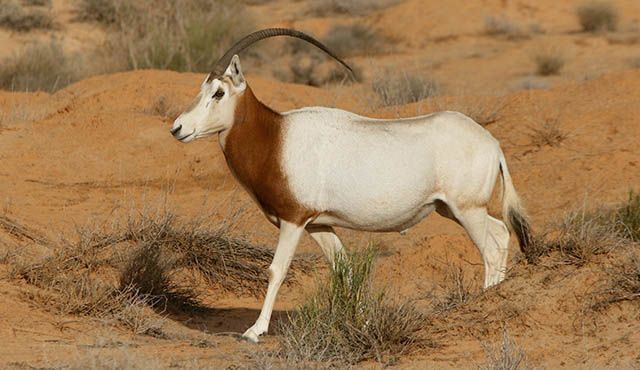 Scimitar oryx The ScimitarHorned Oryx will be Reintroduced to Its Native Habitat