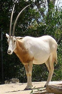 Scimitar oryx httpsuploadwikimediaorgwikipediacommonsthu