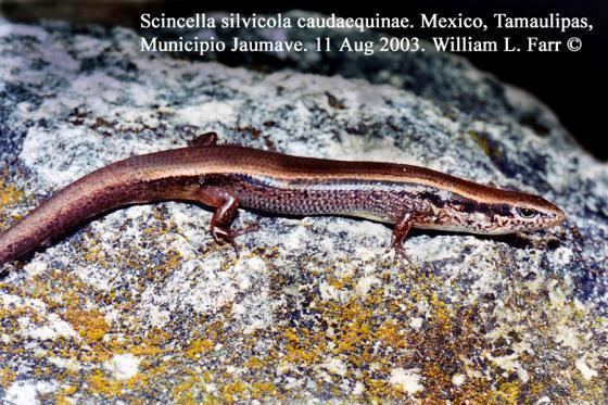 Scincella Scincella caudaequinae The Reptile Database